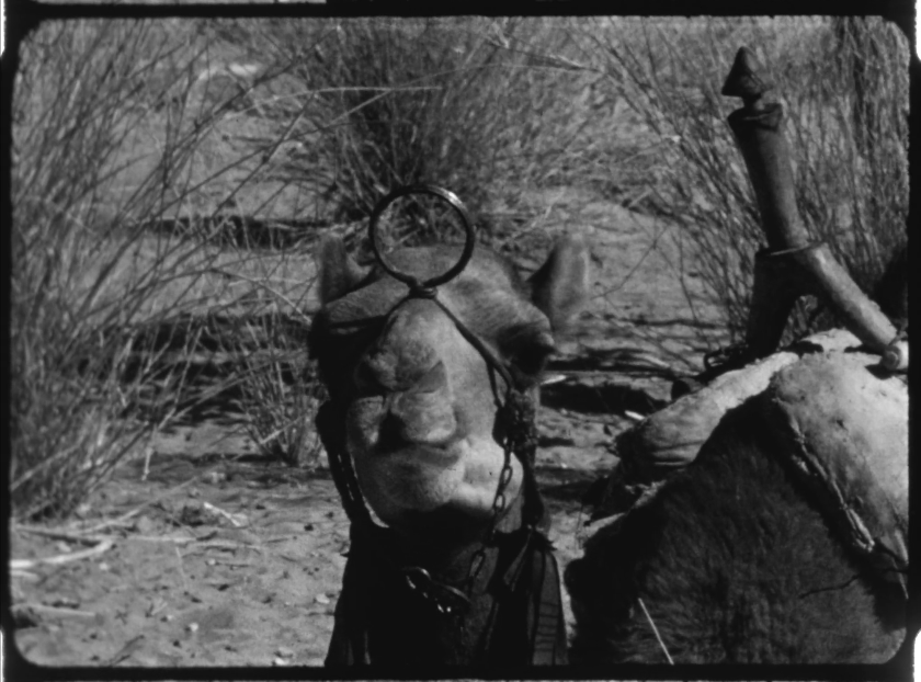 Bild eines Kamels, Sträuche im Hintergrund